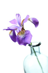 Purple iris flower close-up on white background