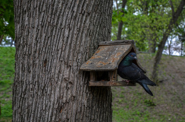 Grey Pigeon sits at wooden bird feeding house, which hanged on tree and eats.