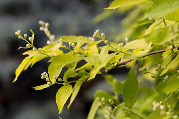 Beautiful branch of flowering jasmine bush with unopened white buds and delicate green leaves on dark blurry background in spring cloudy day. Ornamental plant. Jasmine flower growing in garden
