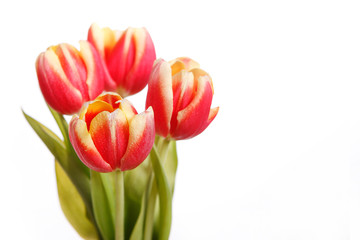 Tulips in yellow and red