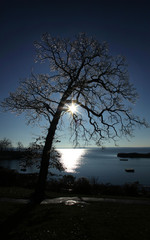 Winter sun on icy tree