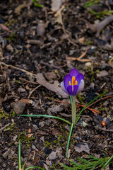 spring crocus flowers in the garden