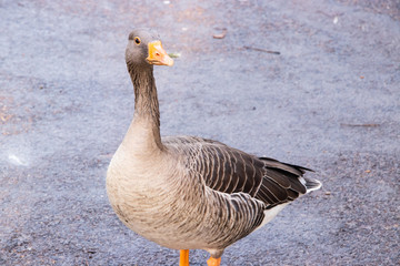 Goose Geese Bird Close up neck feathers wings outdoors london UK