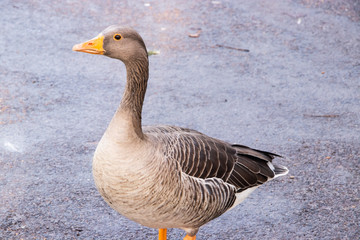 Goose Geese Bird Close up neck feathers wings outdoors london UK
