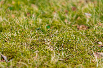 Down and green grass with dew in the spring