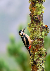 Great spotted woodpecker (Dendrocopos major) on a tree - selective focus