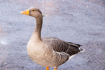 Goose Geese Bird Close up neck feathers wings outdoors london UK
