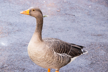 Goose Geese Bird Close up neck feathers wings outdoors london UK