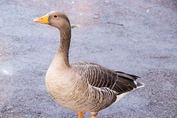 Goose Geese Bird Close up neck feathers wings outdoors london UK
