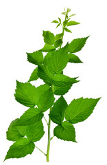 Set of raspberry leaves. Botanical design elements. Medicinal plant. Herbal medicine. Isolated without shadow.