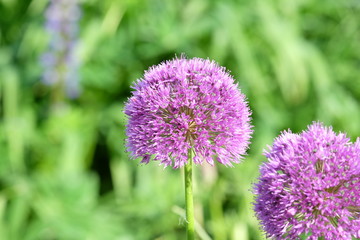 Flora und Fauna in Marktredwitz