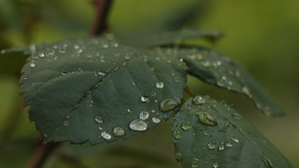 Raindrops on rose leaves