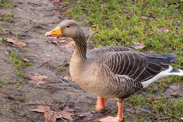 Goose Geese Bird Close up neck feathers wings outdoors london UK