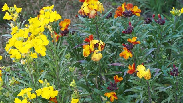 (Erysimum cheiri)  Wallflower  with purplish-green sepals and round bright yellow, red and purple petals on top of abondant branching stems