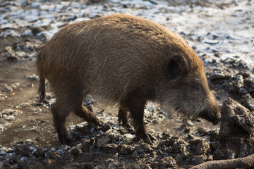 Wild boar in wintertime