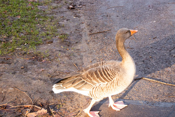 Goose Geese Bird Close up neck feathers wings outdoors london UK