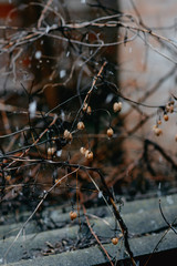 dry branches autumn winter snow