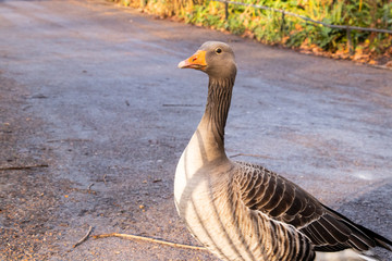 Goose Geese Bird Close up neck feathers wings outdoors london UK