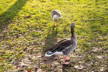 Goose Geese Bird London Parks neck feathers wings outdoors UK