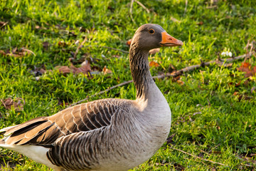 Goose Geese Bird London Parks neck feathers wings outdoors UK