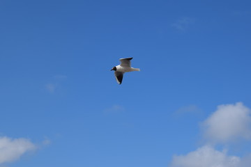 Vogel im Flug