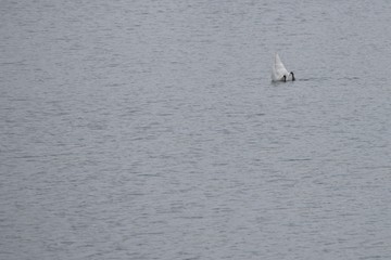 submerged