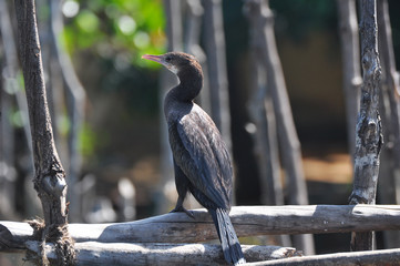 Cormorant basking in the sun. Madu Ganga River, Sri Lanka