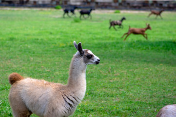 Naklejka na ściany i meble Young baby llama Lama glama portrait, beautiful hairy animal with amazing big eyes, light cream brown white color