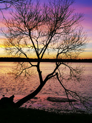 tree at sunset