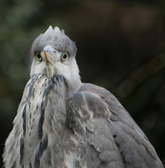 Fototapeta premium Young grey heron observes the camera
