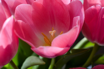 Fototapeta na wymiar bouquet of pink tulips in the sun