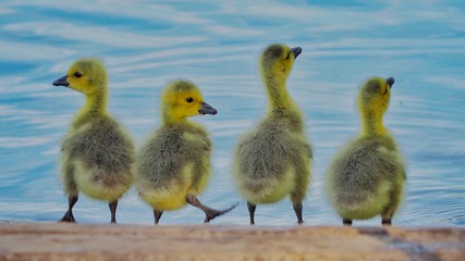 Spring Chicks