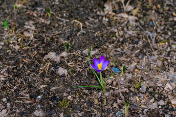 Purple crocus in garden