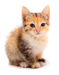 Obraz premium Small brown kitten.