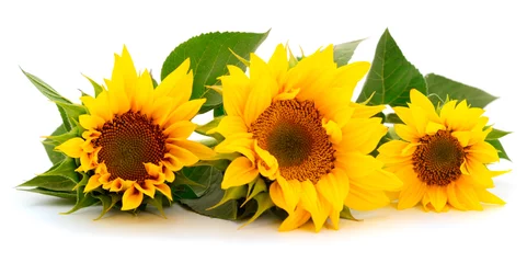 Poster Gruppe gelber heller schöner Sonnenblumenblumen. © Galyna
