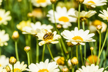 field of daisies with bee 