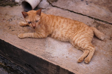 Fototapeta na wymiar wild orange cat is resting visible scars on his body