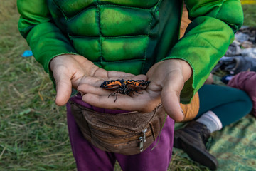 A closeup shot of a beautiful and peaceful Monarch Butterfly in the hands of a young boy, at a festival celebrating earth and culture in nature