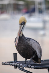 The great American Brown Pelican