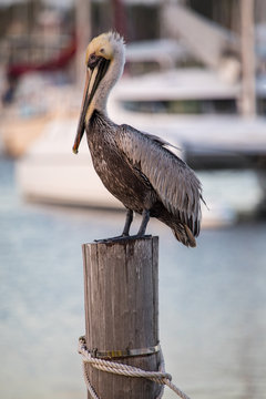 Pre-breeding adult American brown pelican 