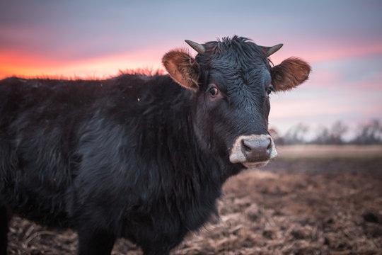 Happy cow or a bull on a muddy meadow during sunset in winter. Close up photo of black cow.