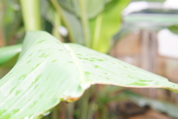 banana tree leaves with rain drops