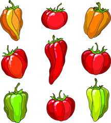 Vector set with ripe , raw, fresh  tomatos and red, yellow, green peppers.  Hand drawn summer colorful vegetables for food design.