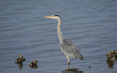 Gray heron by the water waiting for prey