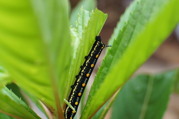 Arcte coerula, Ramie Moth Caterpillar is eating the leaves of plants in the garden