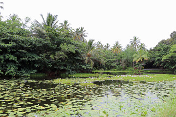 Lake with water lilies on Big Island Hawaii palm trees
