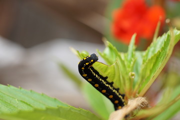Arcte coerula, Ramie Moth Caterpillar is eating the leaves of plants in the garden