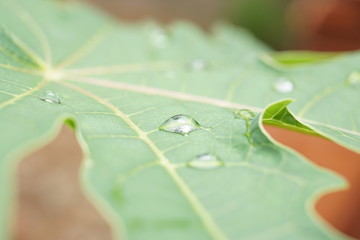 drops of heavy rain on papaya leaves