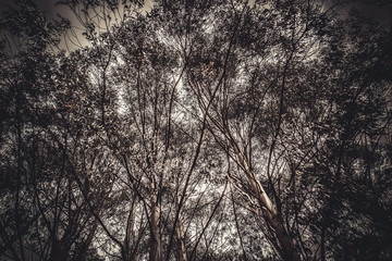 imagen de arboles con un gran follaje, grandes ramas