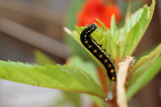 Arcte coerula, Ramie Moth Caterpillar is eating the leaves of plants in the garden